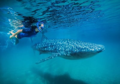 Whale Shark Snorkeling Adventure 2