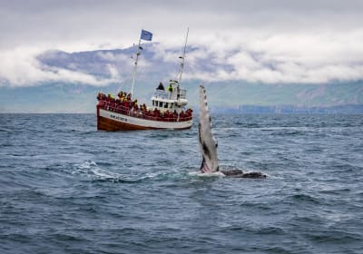 8-Day Iceland Northern Lights Ring Road Tour from Reykjavík 2