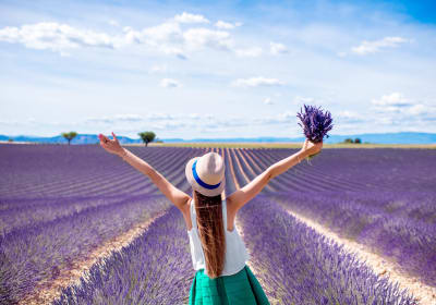 Tourist walking through vibrant purple lavender field rows during peak bloom season on Valensole Plateau Provence France
