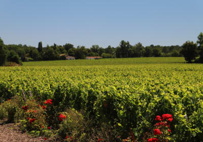 Rows of Cabernet Sauvignon grapevines in Graves vineyard with gravelly soil under blue sky