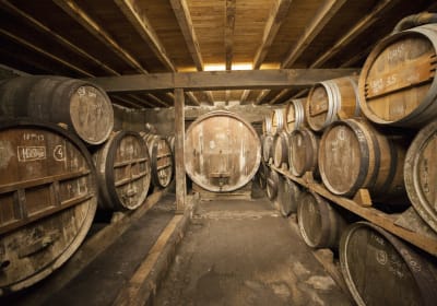 Rows of oak barrels aging vintage Armagnac in traditional family-owned distillery cellar
