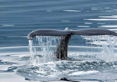 From Reykjavik: 6-Day Summer Tour Around Iceland by Minibus 2