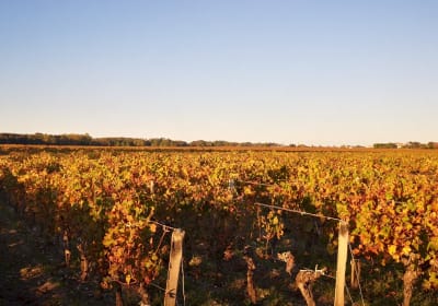  Golden sunset over Margaux appellation vineyards on Left Bank gravel soils near Château Durfort-Vivens