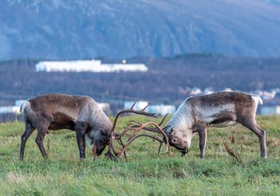 Tromsø: Arctic Fjord Adventure to Sommarøy Tour 2