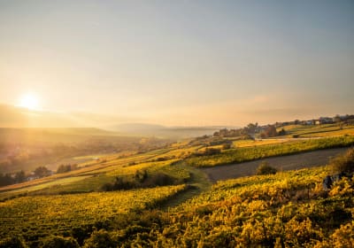 Panoramic view of German vineyards and rolling hills from the Texas Pass viewpoint