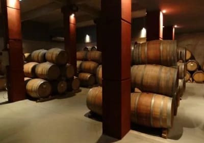 Excursión a Bodegas y Fábrica Aceite de Oliva en Mendoza 2