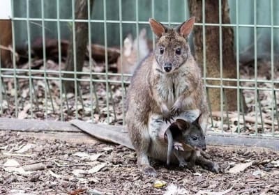 Private Blue Mountains Tour with Wildlife Encounters 2