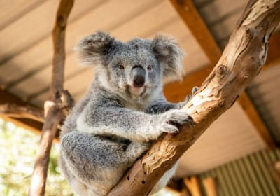 Blue Mountains Deluxe Small Group Tour Sydney 2