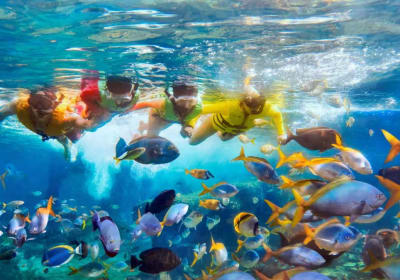 Adventure Cove Waterpark Tickets 2