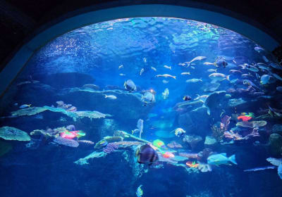 SEA LIFE Bangkok Ocean World  2