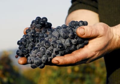 Burgundy Grands Crus Wines Private Wine Tour from Beaune 2