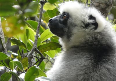 Madagascar Tsingy & Baobabs Adventure Tour 2