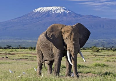 5-Day Amboseli & Tsavo Wildlife Safari 2