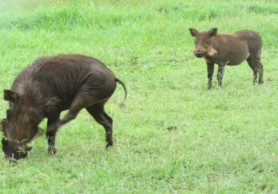 4-Day Kidepo Valley National Park Safari 2