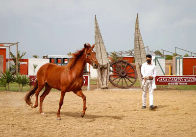 Show de Caballo Peruano de Paso en Trujillo 2