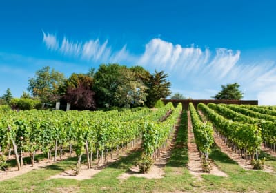 Loire Valley Wine Tour Full Day Trip from Tours (private) 2