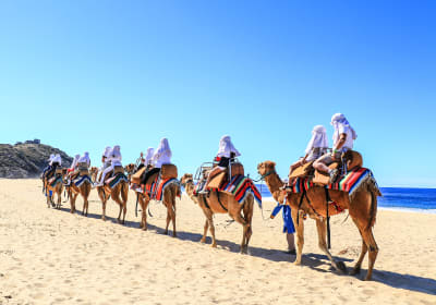  Combo: Arch + Camels + Lunch 2