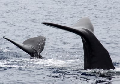 From Ponta Delgada: Whale and Dolphin Watching Experience 2