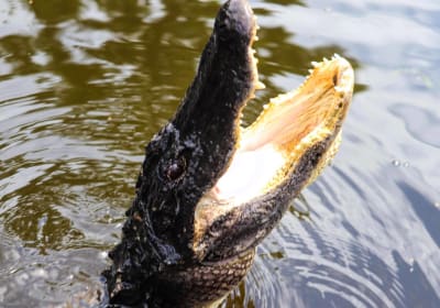 New Orleans Large Airboat Ride 2