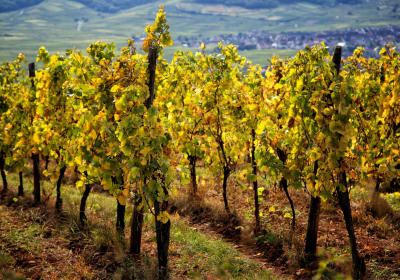 The German Wine Route FD Trip from Strasbourg (Private) 2