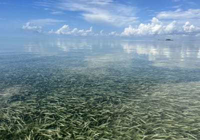 Kayak the Seagrasses of Stiltsville 2