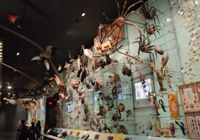 Admission to Museum of Natural History and Audio NYC Tours 2