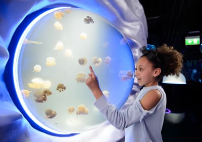 London Dungeon + Madame Tussauds London + London Eye + SEA LIFE London + Shrek's Adventure! 2