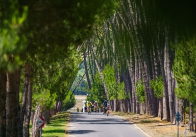 View of cyclists coming up a tree-lined driveway into a wine estate in Stellenbosch