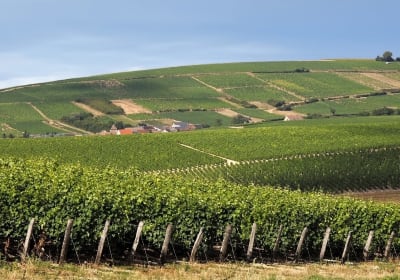 Vineyards in the Vouvray wine region near Tours