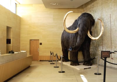 Prehistoric artifacts and tools displayed at the National Museum of Prehistory in Les Eyzies