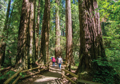 Three hikers walking on a wooden boardwalk through a towering old-growth redwood forest with massive ancient trees