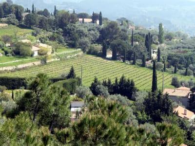 Terraced Bandol vineyards overlooking the Mediterranean Sea