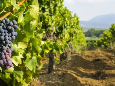 Vineyard rows near Aix-en-Provence at sunset