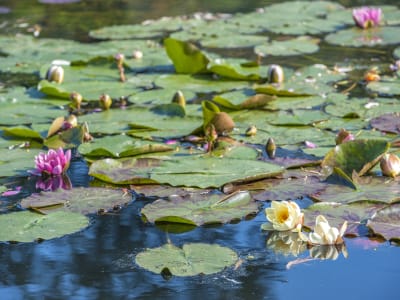 Water lilies floating on Monet’s pond in Giverny
