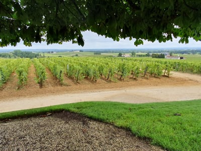 Sun-drenched rows of Sauternes vines stretching across the hillside near Château d'Yquem