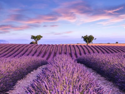 Rows of blooming lavender creating purple patterns in Provence countryside near Aix-en-Provence