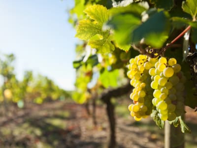 Chenin Blanc grapes growing in the Loire Valley