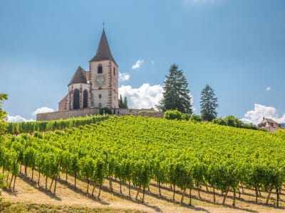 Grands Crus Alsace Wine Tour From Riquewihr (Private) - image 2
