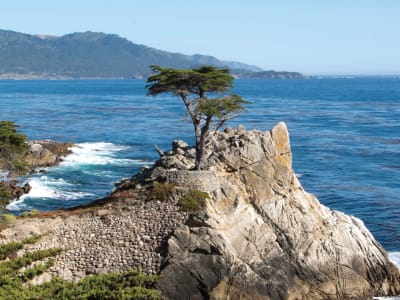 Iconic twisted cypress tree on rocky coastal cliff overlooking blue ocean and forested mountains