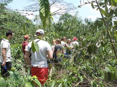 Cocoa Trail - image 2