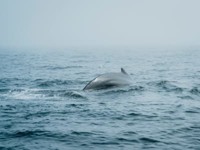 6-Day Around Iceland Ring Road Tour from Reykjavik - image 2