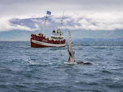 8-Day Iceland Northern Lights Ring Road Tour from Reykjavík - image 2