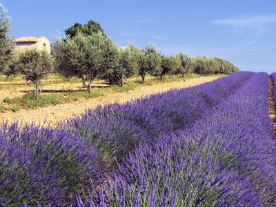 Rustic Provencal stone farmhouse cabanon in the back of purple lavender field rows on Valensole Plateau Provence France