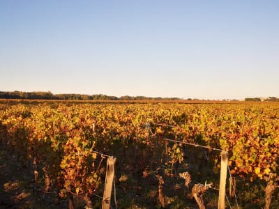  Golden sunset over Margaux appellation vineyards on Left Bank gravel soils near Château Durfort-Vivens