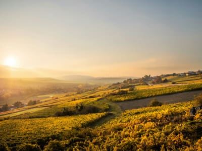 Panoramic view of German vineyards and rolling hills from the Texas Pass viewpoint