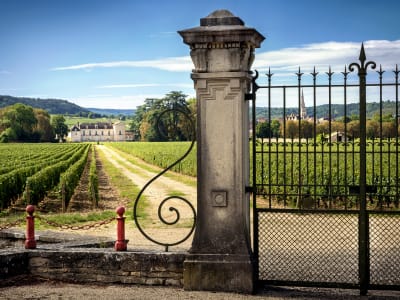 Ornate gate and stone pillar framing a long vineyard lane to a château