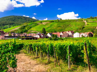 Vineyard rows leading to a small Alsatian village at the foot of green hills