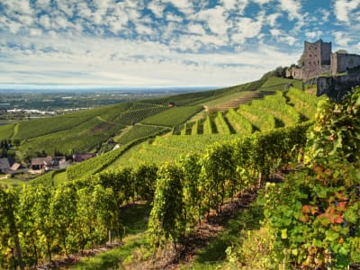 Hilltop castle overlooking tiered vineyards in the Baden wine region
