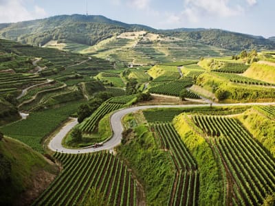 Curving road winding through steep terraced vineyards at Texaspass near Endingen