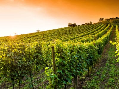 Rows of grapevines in a sunlit vineyard in the Bergerac wine region